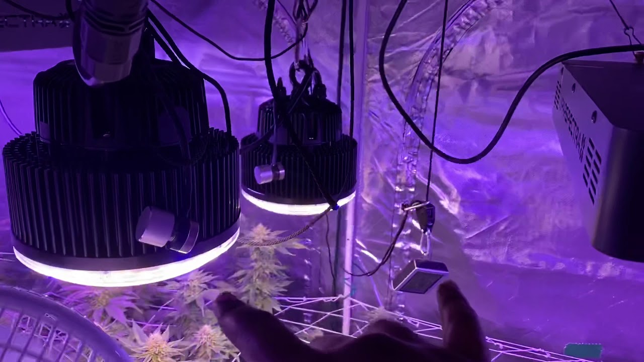 Phantom Optic XL - Week 6 of flower