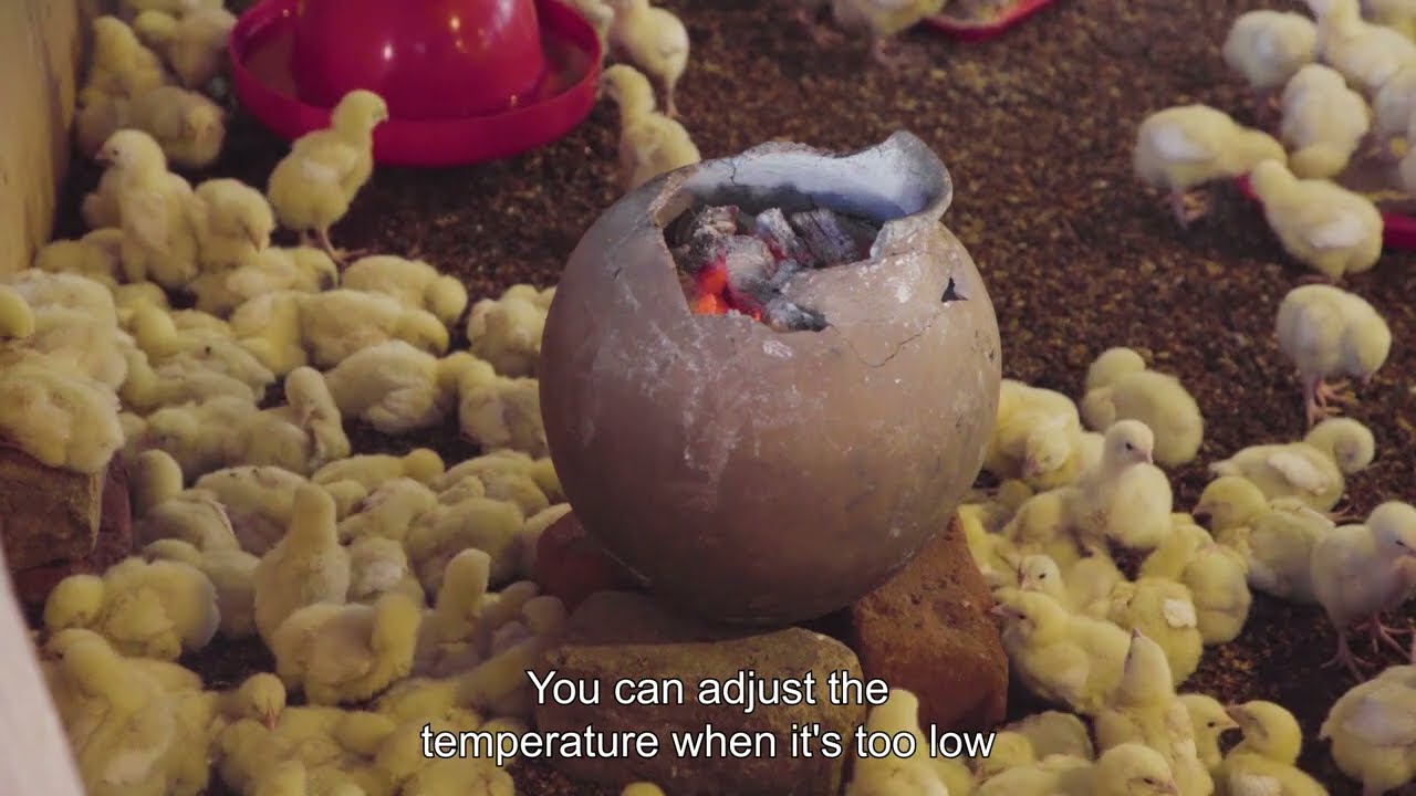 De Heus Farm Up Tutorial: Broiler optimal housing management