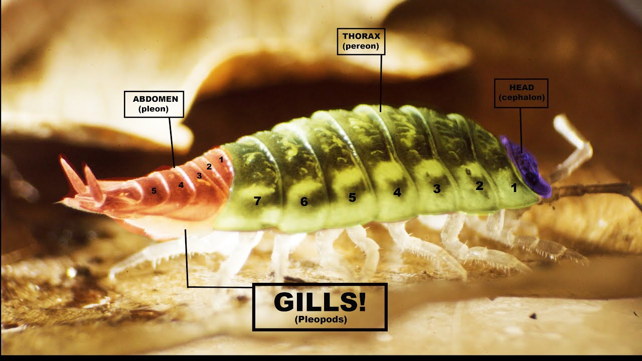 Insane Evolution: The Bizarre Anatomy of Woodlouse Explained | Life Under Logs and Stones