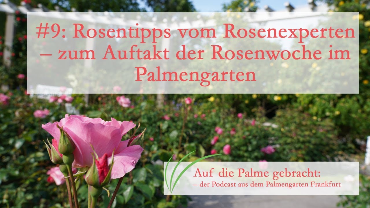 Auf die Palme gebracht #9: Rosentipps vom Rosenexperten – zum Auftakt der Rosenwoche im Palmengarten