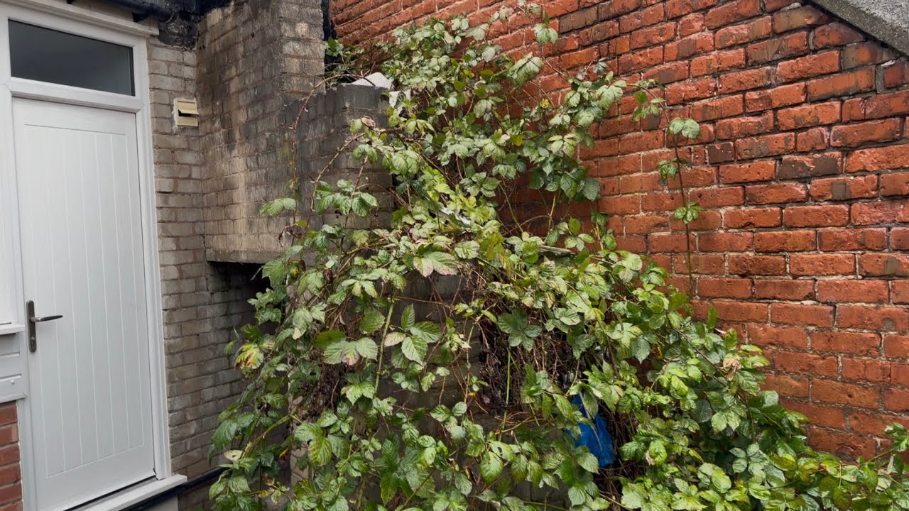 The 