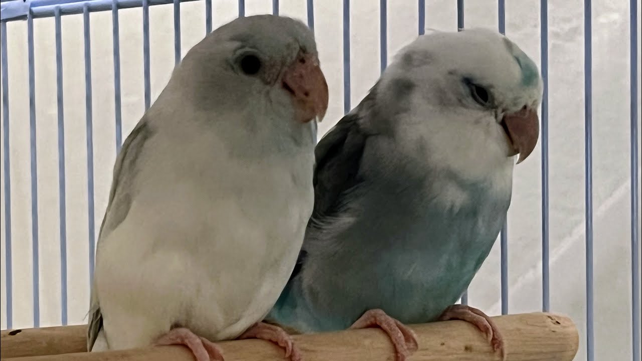 New #Parrot: Starting Your Bond With #Parrotlet Or Any New #Bird #parrot_bliss #parrots