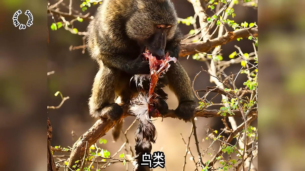 比鬣狗更邪恶残忍的动物！最后照样沦为狮子的盘中餐！