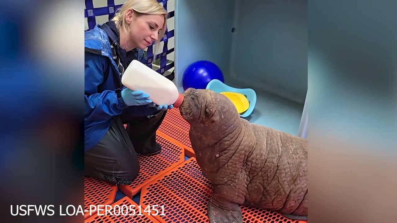 Point Defiance Zoo keeper helps care for rescued walrus calf