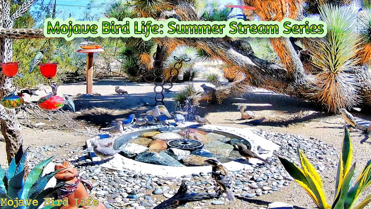 Summer Stream Series: Volume I Episode 2⛲🌵🐦 #birds #wildlife #wateringhole #youtubevideo #streaming