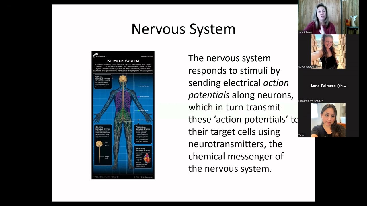 Benefits and Physiological Effects of Massage - by each body system