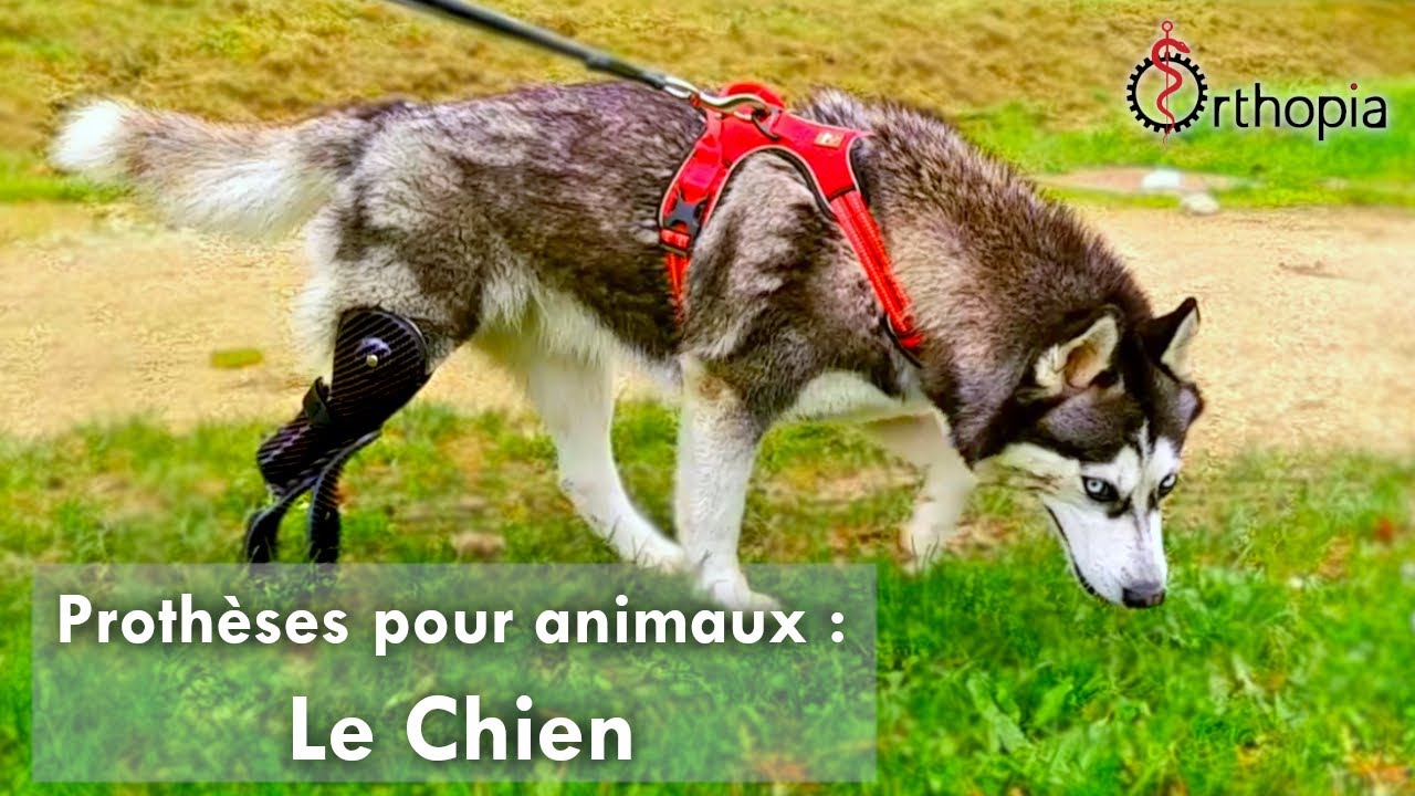 Prothèses pour Animaux : Le Chien