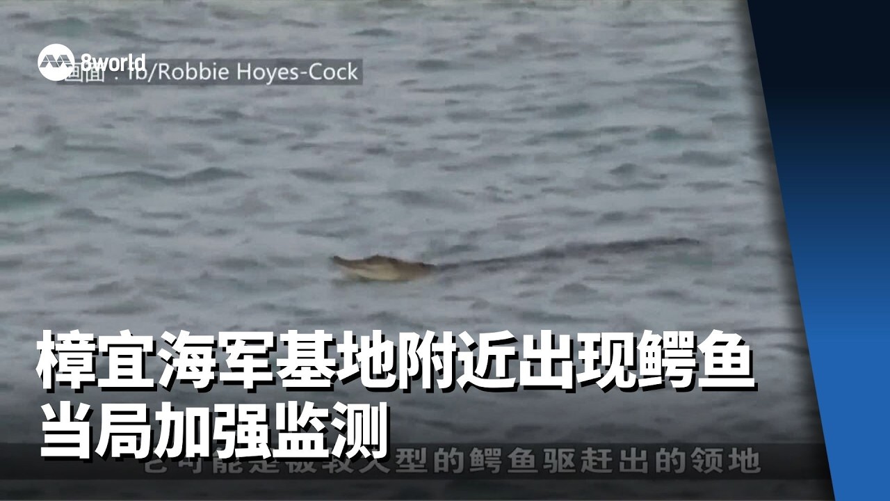 樟宜海军基地附近也出现鳄鱼 当局加强监测