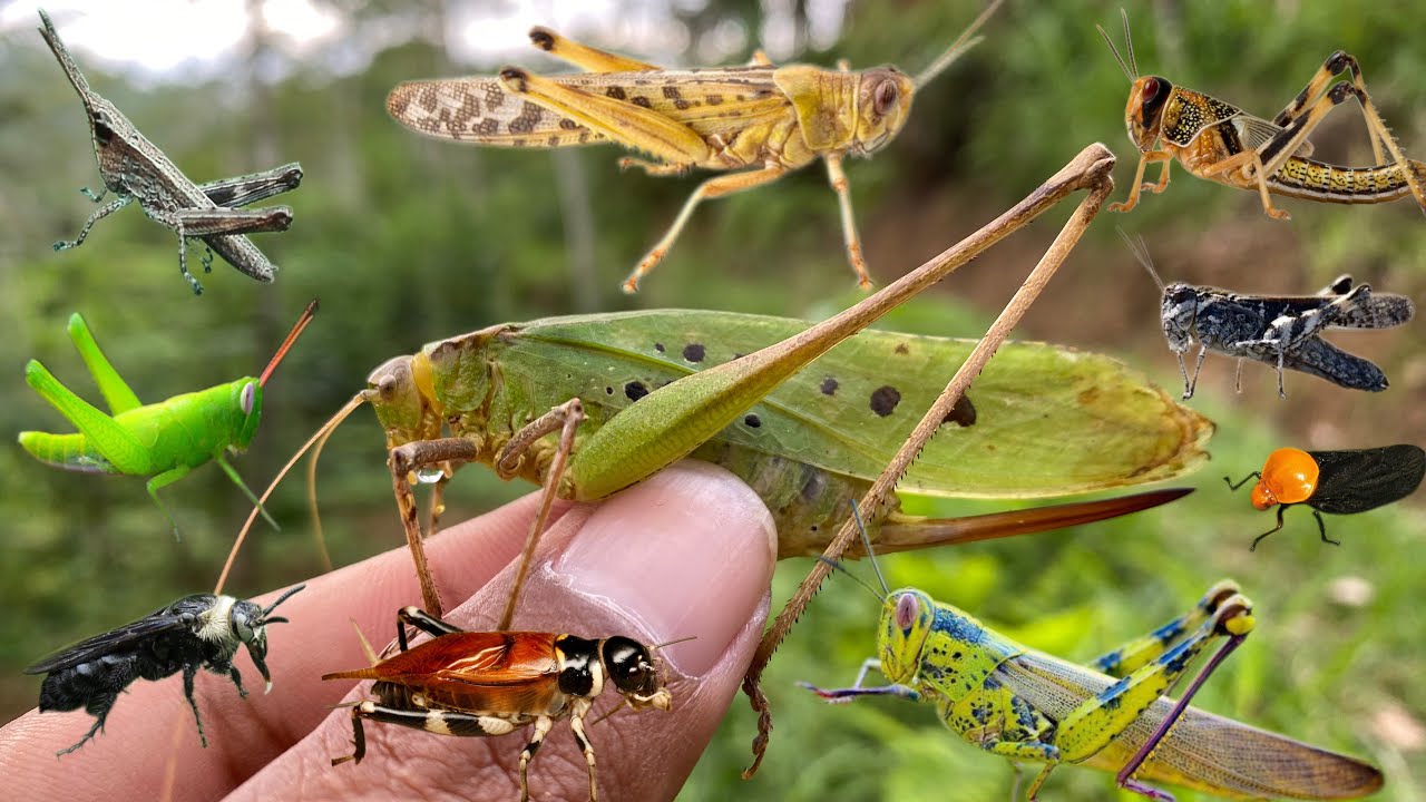 Hunt giant insects |grasshoppers|wasps|katydids