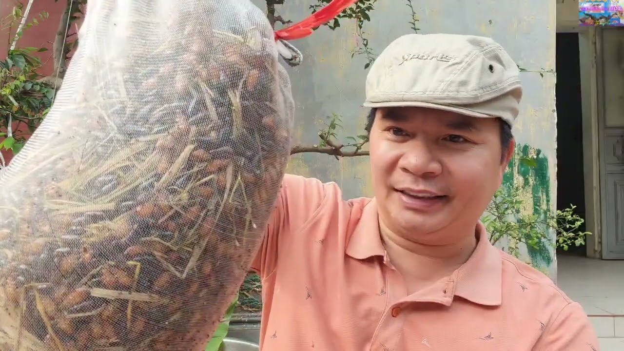 Hướng dẫn nuôi gián đất từ a tới z.. tư vấn Zalo 098 240 3920
