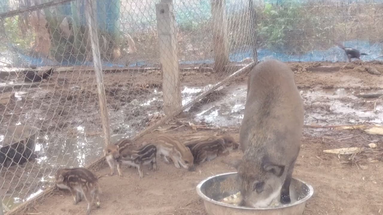 เลี้ยง​หมูป่า​สร้าง​รายได้​ เลี้ยง​หมูป่า​เสริม​รายได้​ คอกหมูป่า​เละไปด้วยโคลน