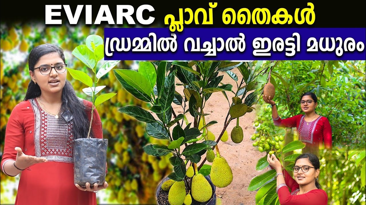ലോകത്തിലെ ഏറ്റവും മധുരമുള്ള eviarc പ്ലാവ് തൈകൾ ഇവിടെയുണ്ട്|സ്വർഗ്ഗം പോലൊരു പഴത്തോട്ടത്തിലെ വിശേഷങ്ങൾ