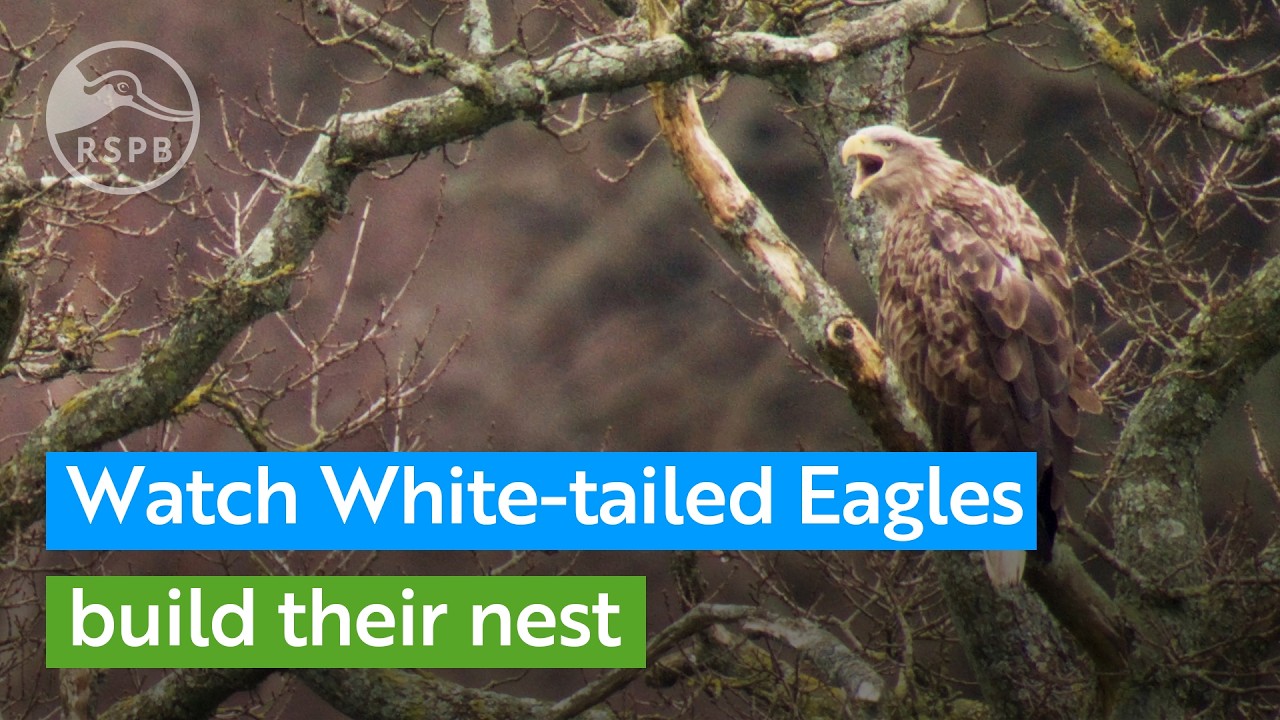Watch rare White-tailed Eagles building their nest in southern England | RSPB