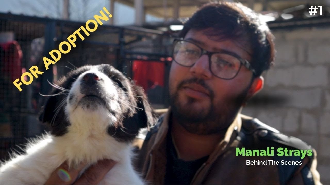 One adoption can change their entire life | Manali Strays BTS
