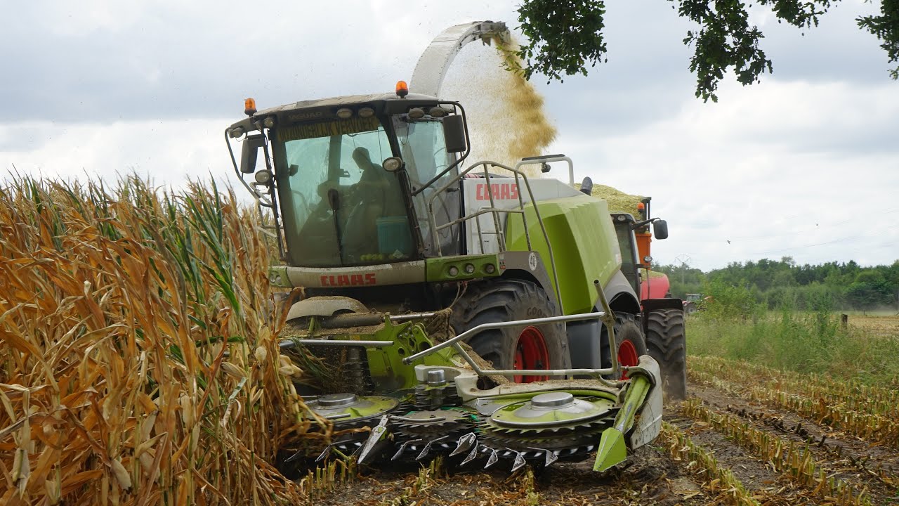 Chopping corn 🌽 | Claas Jaguar 960 | Loonwerken Verreth | Massey Ferguson