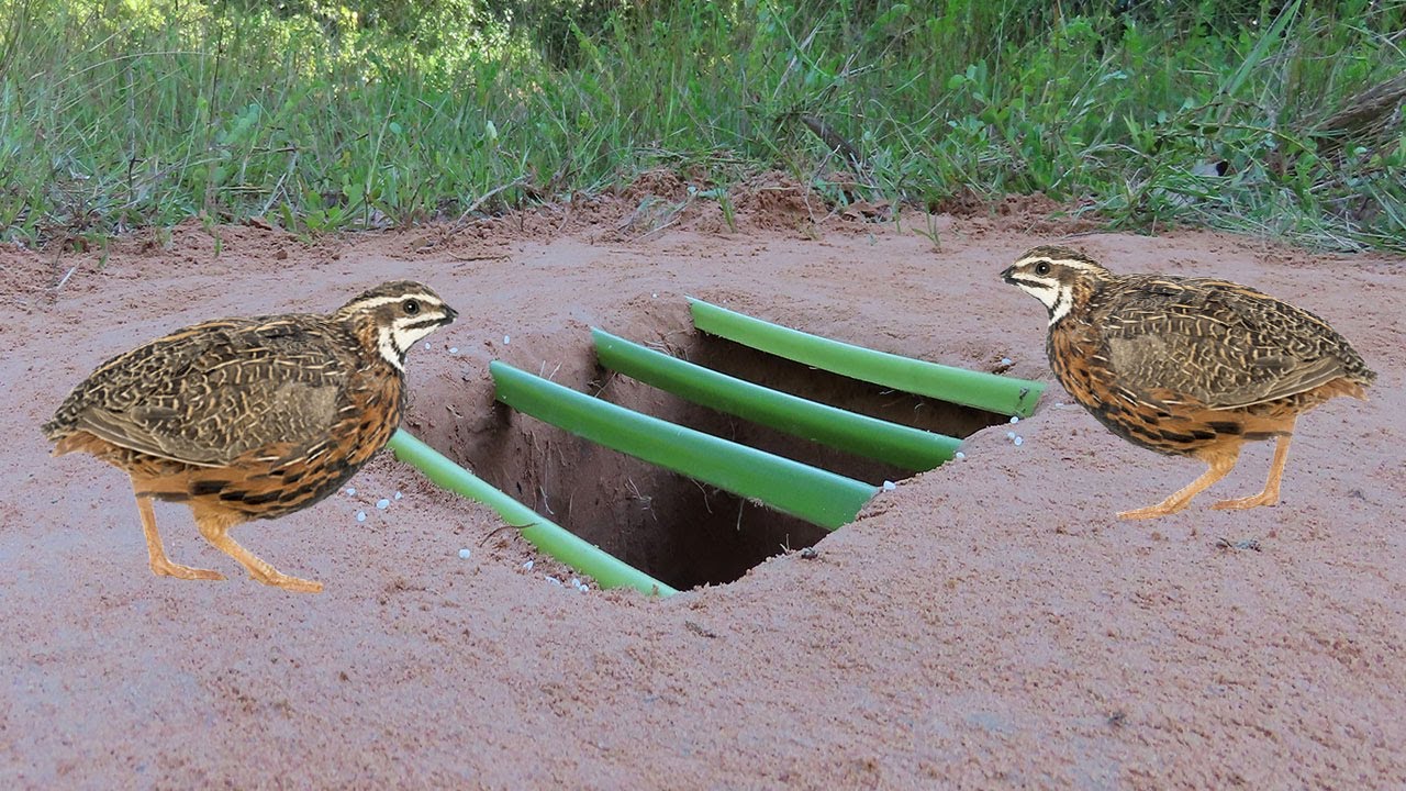 Unique Underground Quail Bird Trap Using Palm Tree - Deep Hole Bird Trap