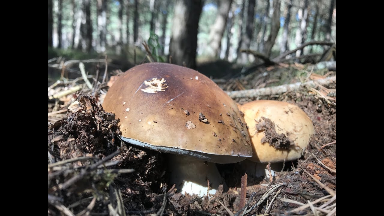 BOLETUS EDULIS XXL, OCTUBRE 2019, excelete comestible