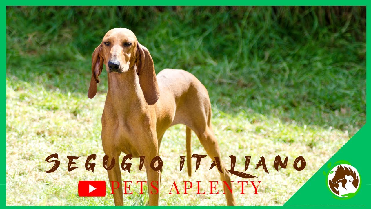 SEGUGIO ITALIANO: Полное руководство по этому преданному охотнику!
