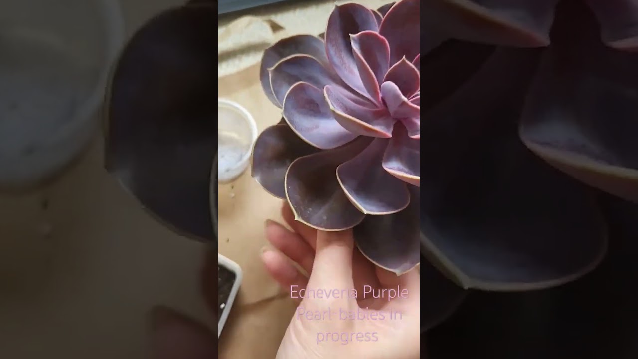 Making Purple Pearl babies from newly purchased plant with ugly bottomleafs. To be continued...