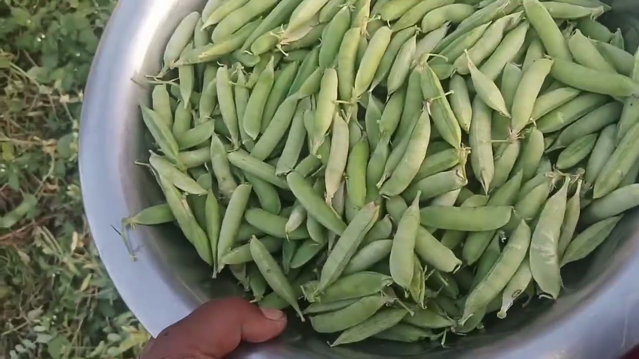 Aaj gaye the khet mein 👏👏 matar todne 👌👌👍👍