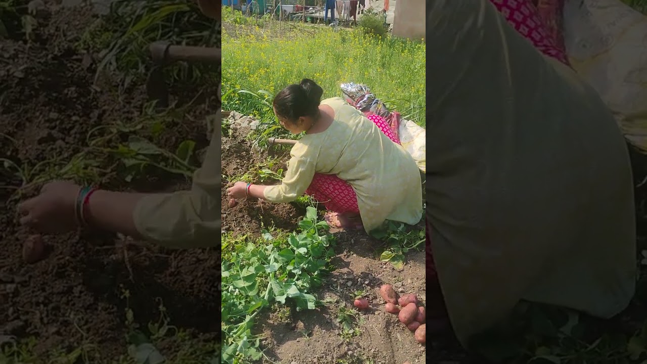 आज हम गए अपने गांव आलू खोदने के लिए 