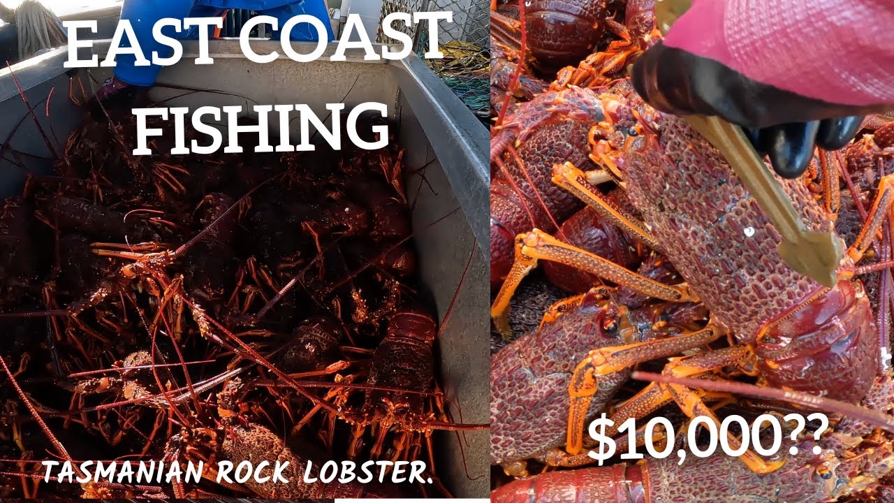 Fighting boats for a spot!!  East coast Lobster fishing. vlog 1