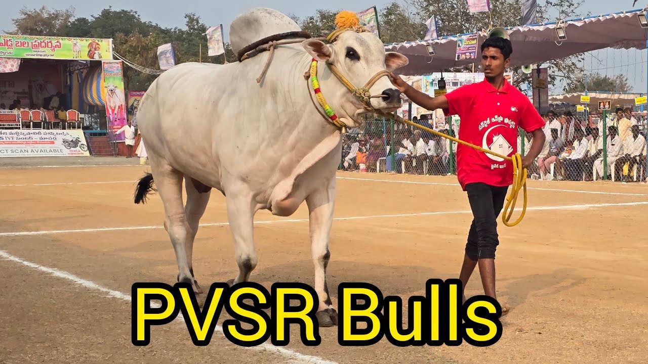రెంటచింతల సబ్ జూనియర్స్ 8జత.PVSR Bulls. పావులూరి వీరాస్వామి చౌదరి గారు