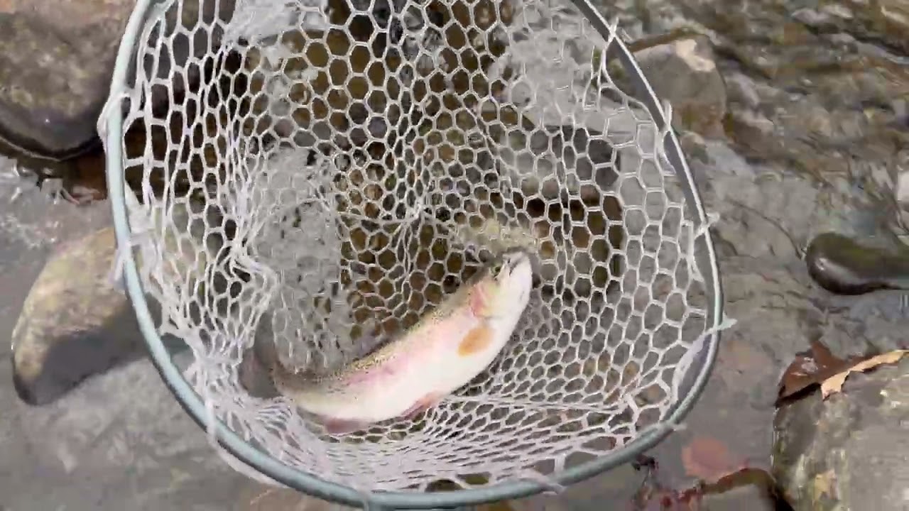 November Trout Fishing, North Branch of the Potomac - Barnum, WV