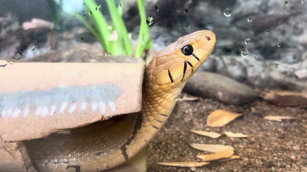 Amazon Snake 🐍