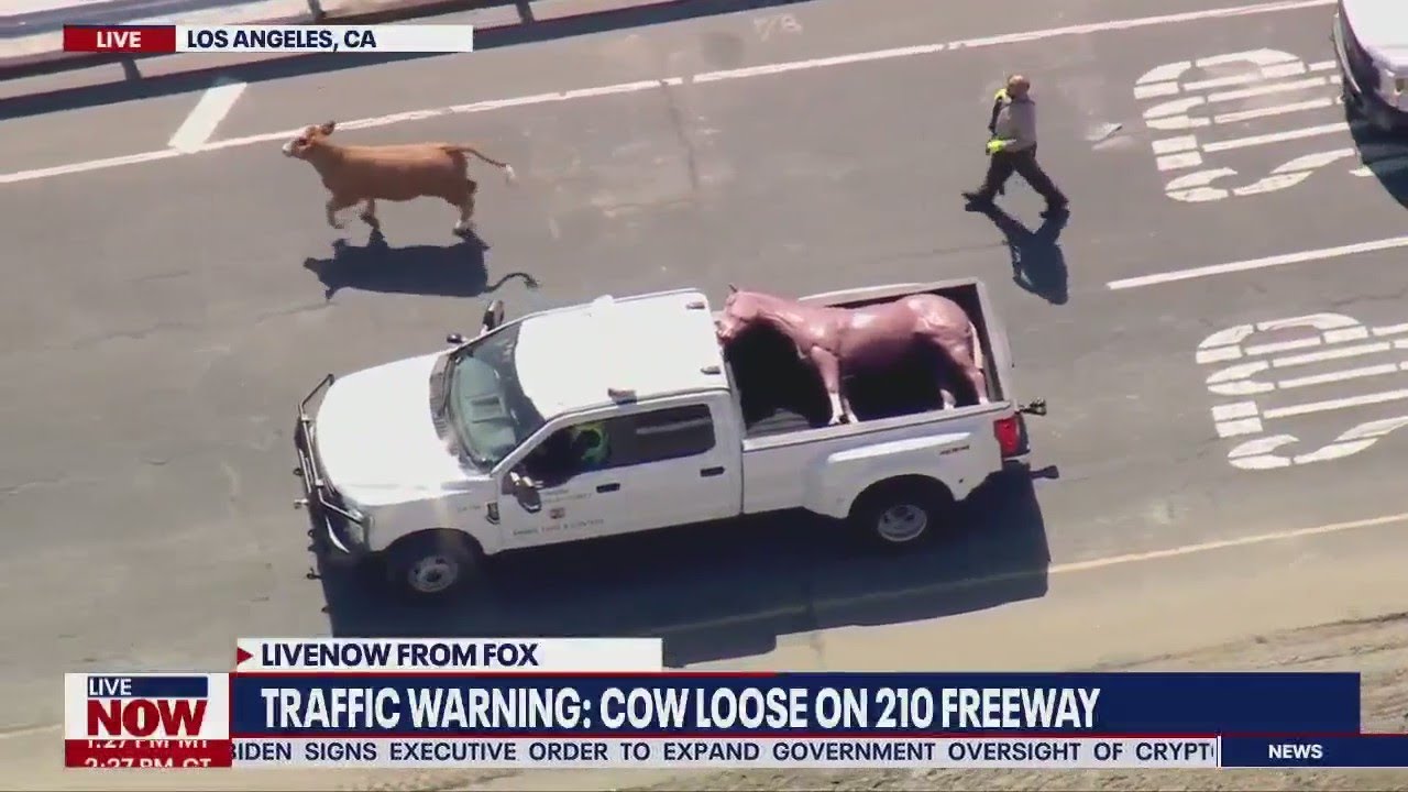 WATCH this cow chase on freeway, STAY for the plastic horse | LiveNOW from FOX