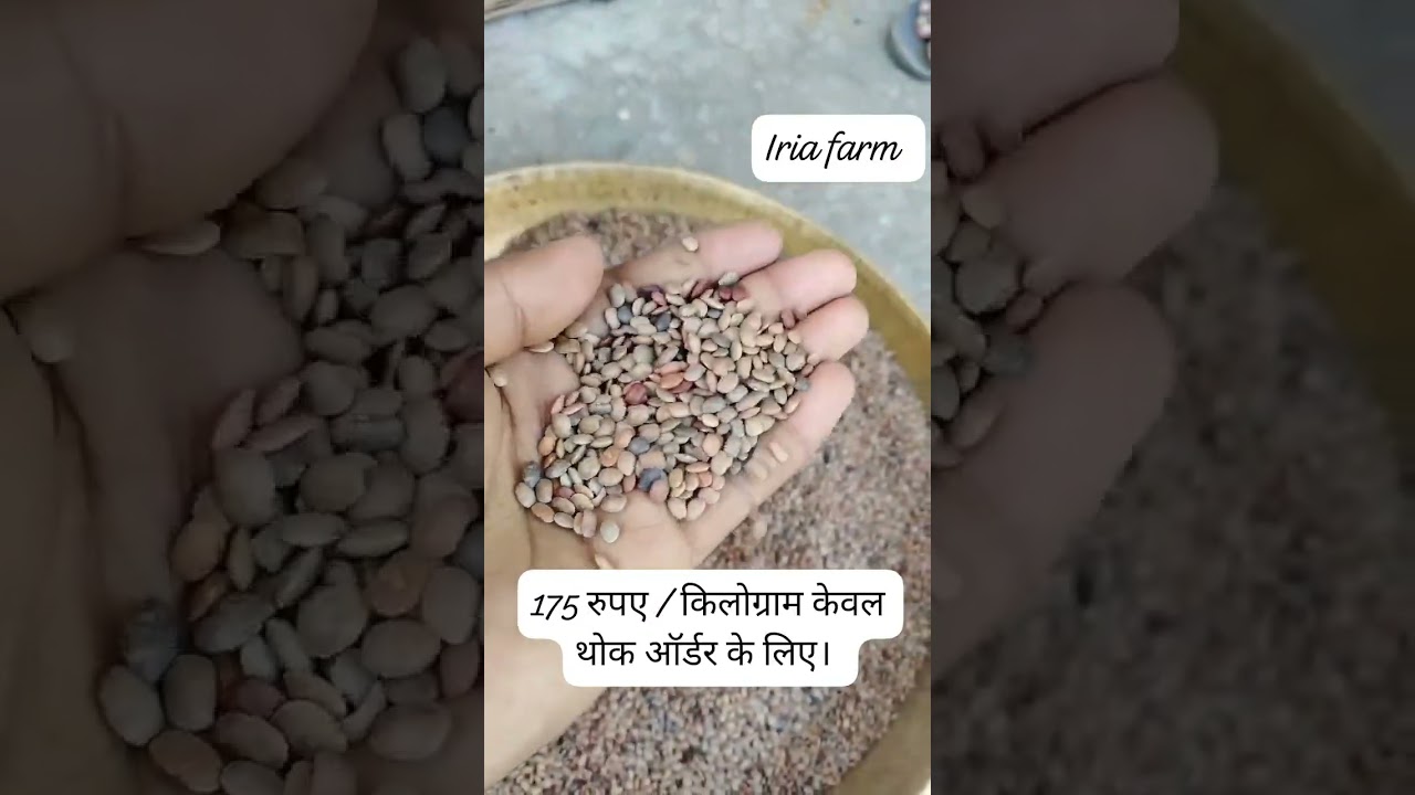 How To Make Gahat Ki Daal l kulthi ki daal ke fayde l Gahat Ki Daal l #gahat #kulthi #shorts