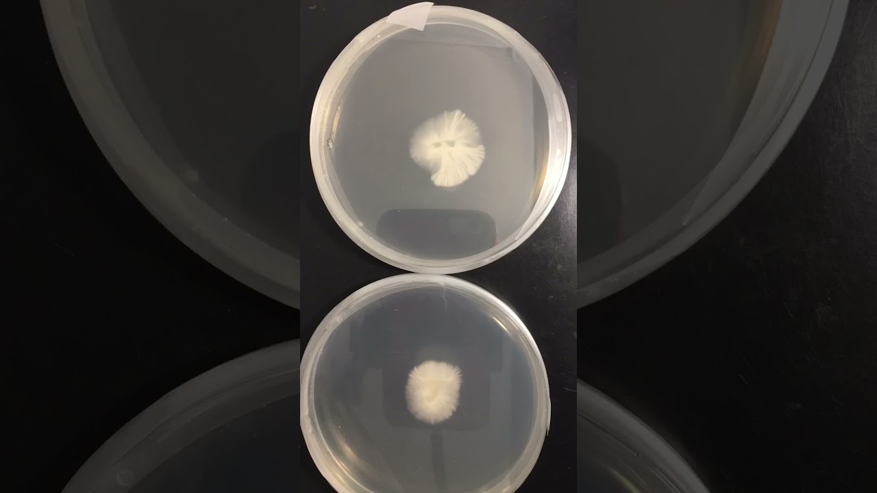 10 day time lapse mushroom hyphae mycelium grows like magic amazing fungus mushluv mushlove