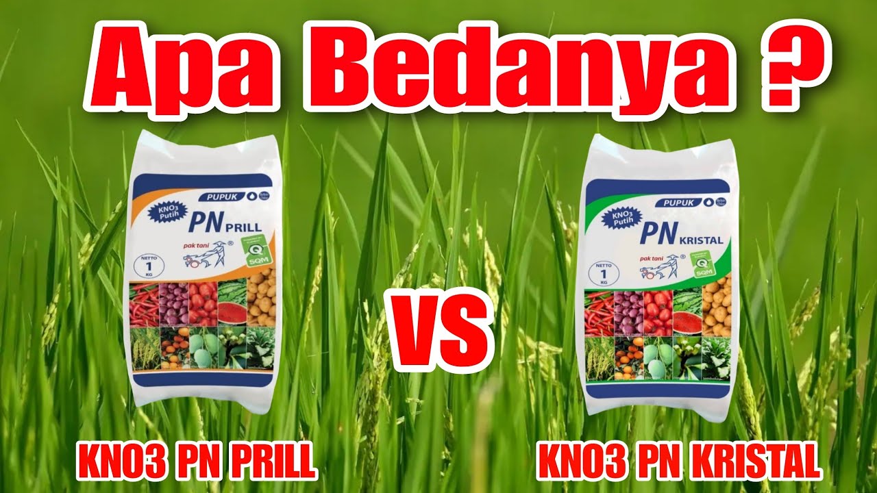 Perbedaan Pupuk Kno3 Putih PN PRILL Dan PN KRISTAL❗Pupuk Terbaik Pengisian Dan Penambah Bobot Padi
