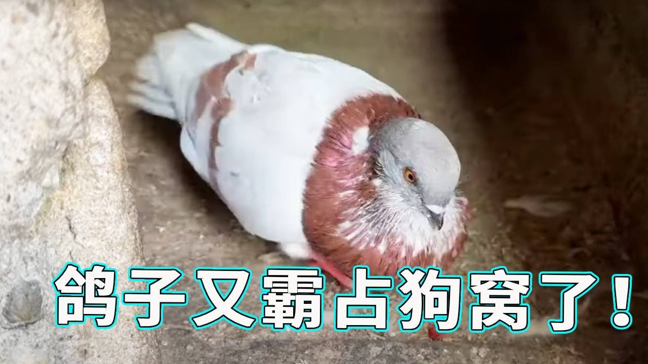 鸽子又来霸占布丁的家了！住习惯了这是？！布丁：那我走？！【天下一场梦】