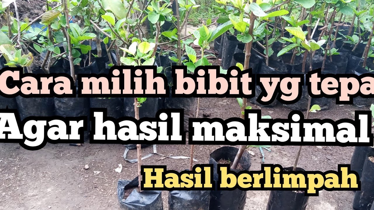 Cara pilih bibit jambu kristal agar hasil berlimpah