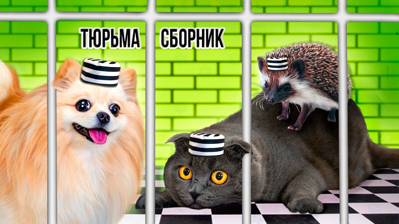 ПОБЕГ ИЗ ТЮРЬМЫ  ЧЕЛЛЕНДЖ - СБОРНИК ! КТО ПОСЛЕДНИЙ покинет ТЮРЬМУ Кошка Баттерс  или Шпиц Элис?