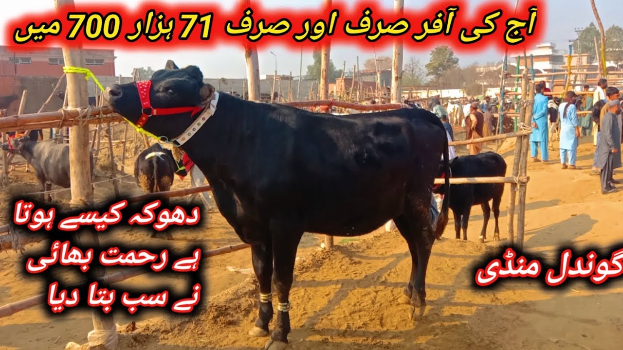 Beautiful Top Quality İmported Jersey And Fresian Pregnant female Calve Fresh Update At Gondal Mandi