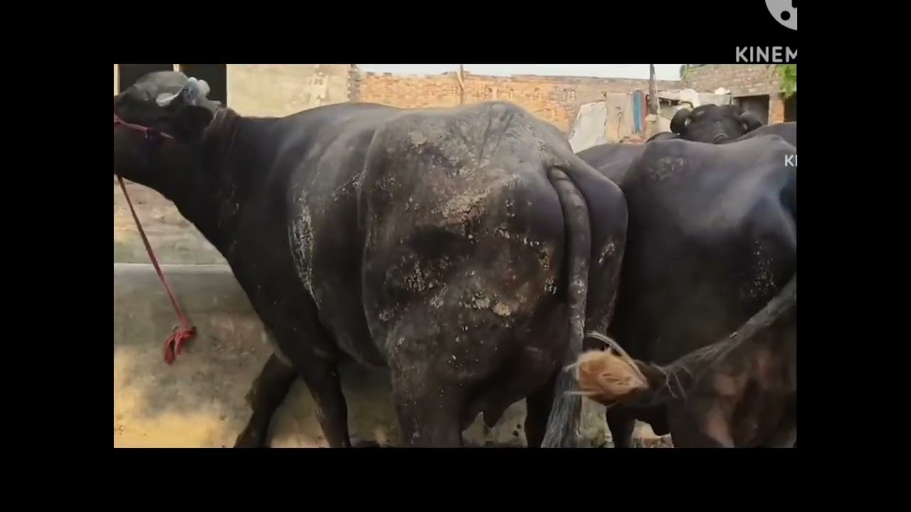 आज 8 भौस  sale out up ✅ milk 14+15 litre for sale #viral #shortvideo #shorts #short #video 
