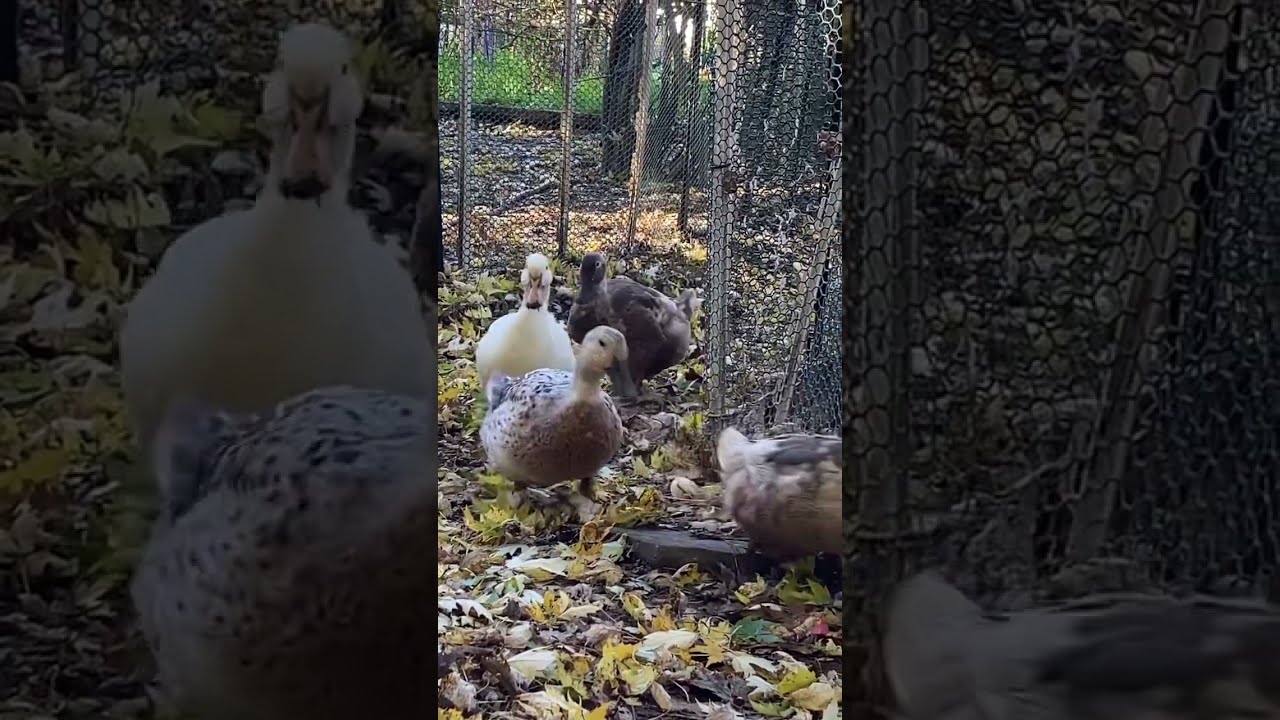 Ducks walking in a row