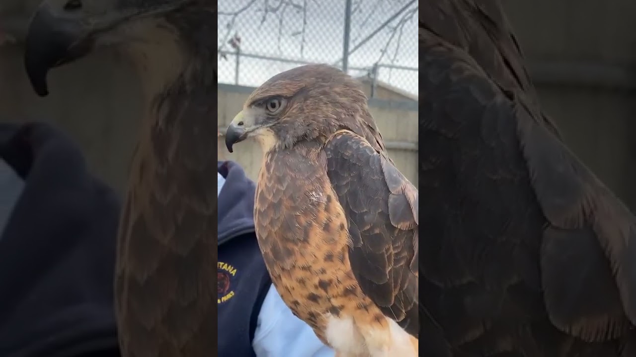 Rough legged vs. Swainson's Hawk