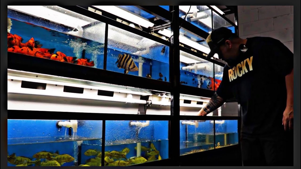 Jaw-Dropping Unboxing: Rare Asian Fish Collection Revealed! WE SPENT TOO MUCH ON THIS ORDER!