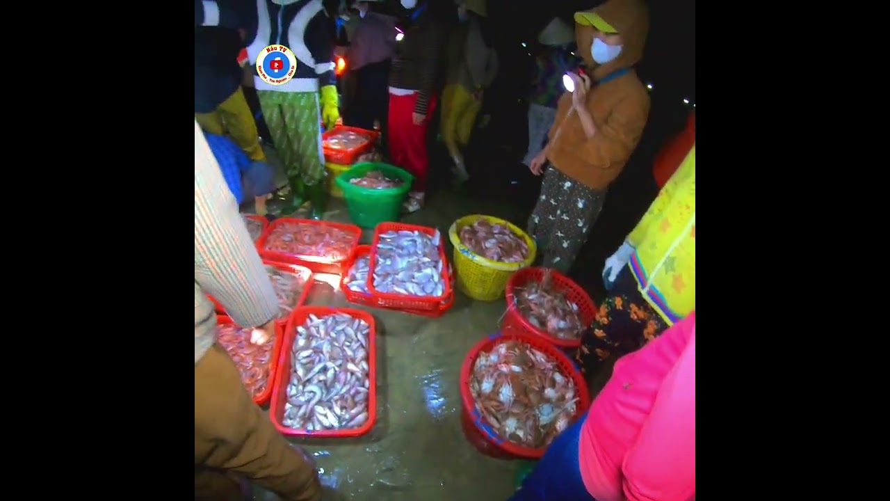 Trải nghiệm bến cá Tân Phụng lúc 5h sáng