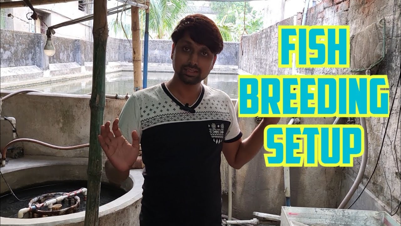 Next Fish Breeding Stock | Breeding Setup part-2