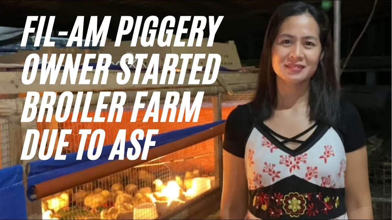 FIL-AM piggery owner started broiler farm due to ASF (backyard broiler farming)