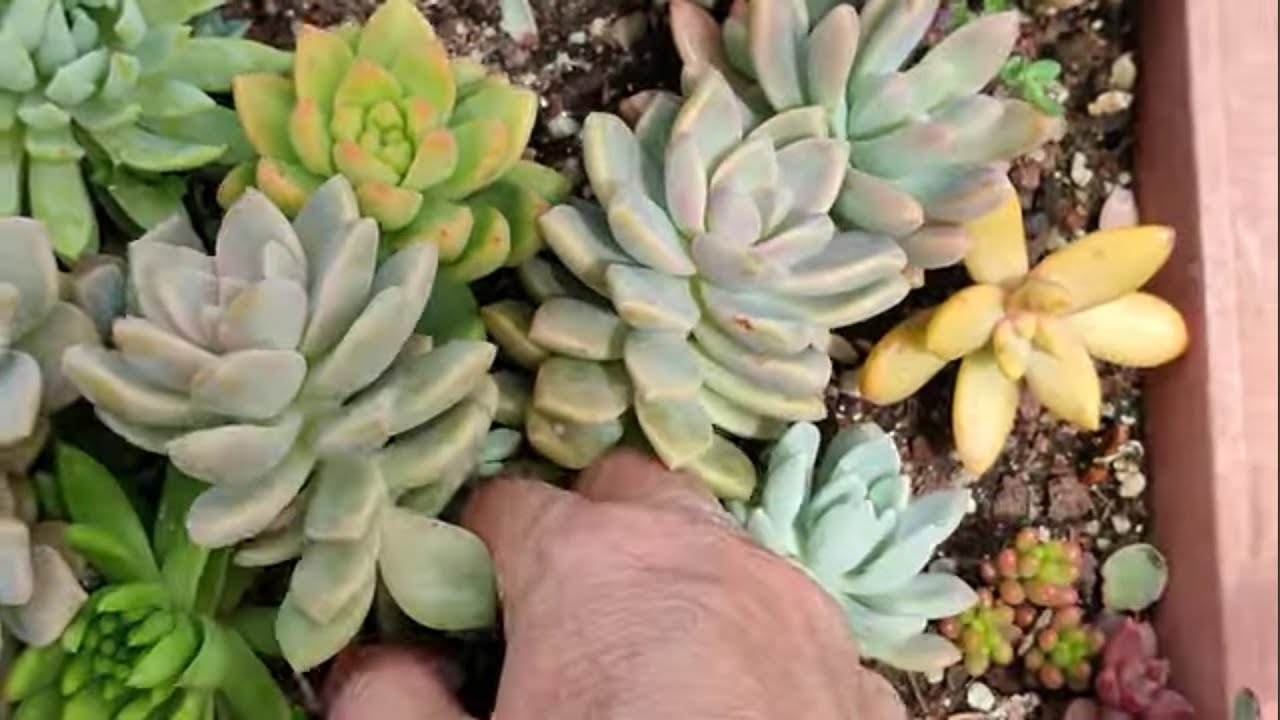 Konya'ya  giden kargomuz telefon ısındığı için video yarım kaldı🌺🎋🌹#sukulent #garden #aboneol