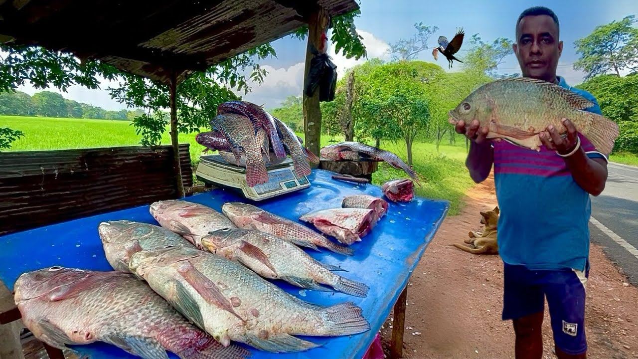 Mind-Blowing! The Precise Moment Morning Fish Auction Begins In Aesthetic Village Sri Lanka