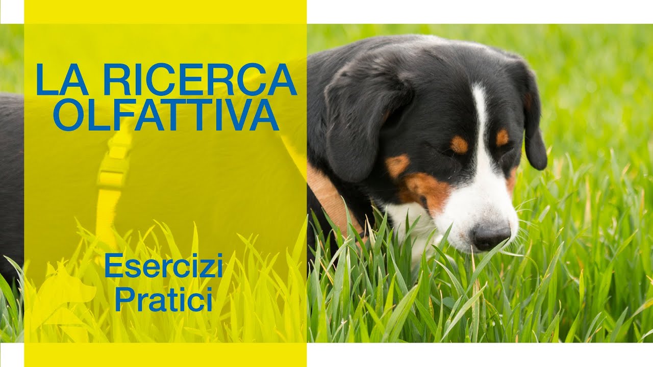 La Ricerca Olfattiva Semplice