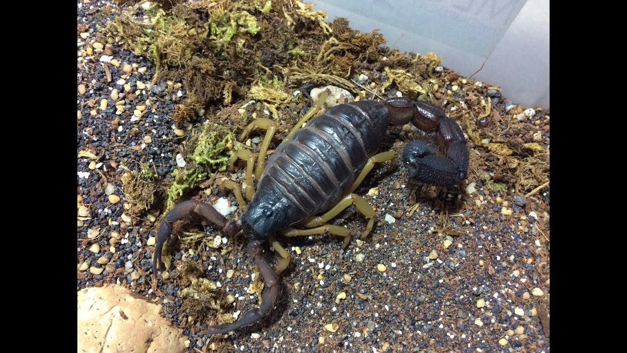 Huge 8.instar Parabuthus villosus 