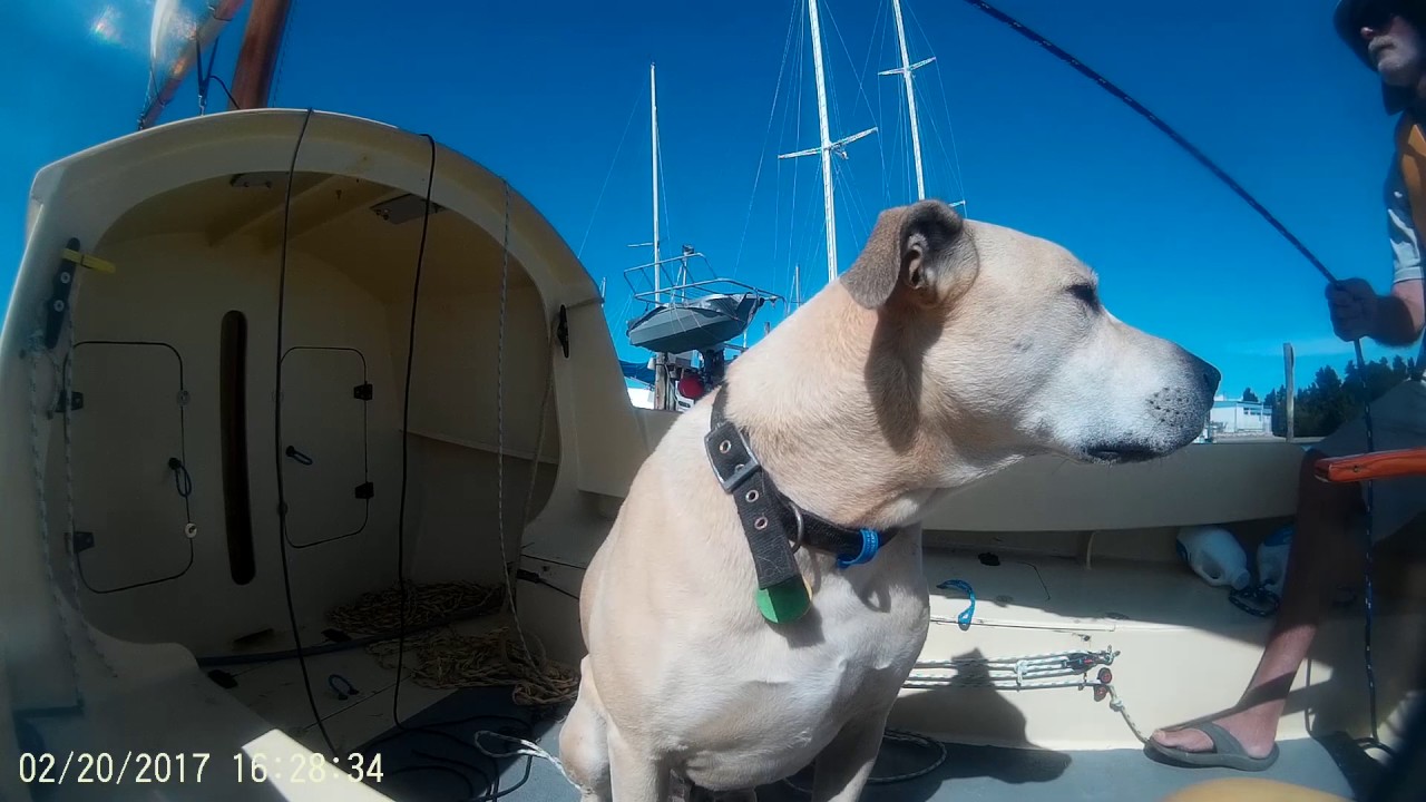 scamp sailing into the marina 2
