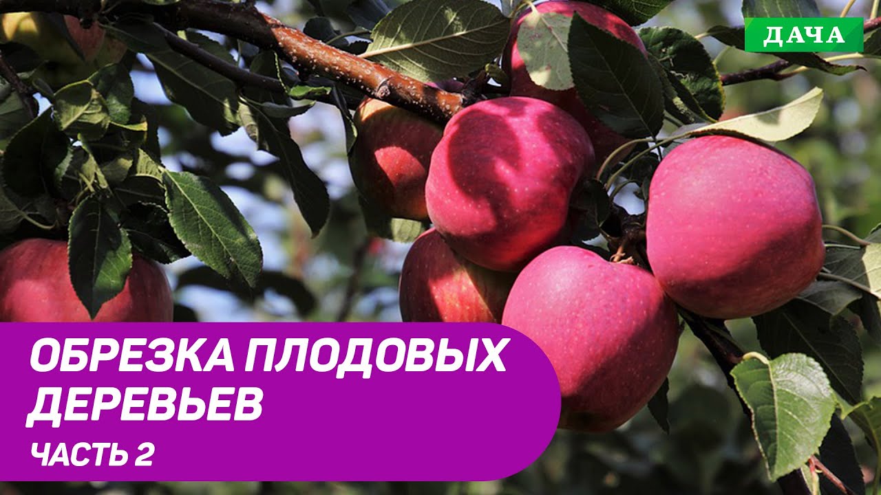 Правила и техника обрезки плодовых деревьев. Часть 2.